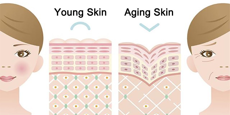 sepiwhite msh powder Anti-Aging