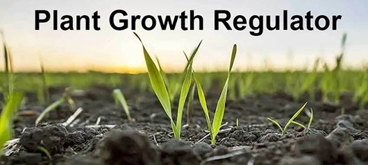 plant growth plant growth