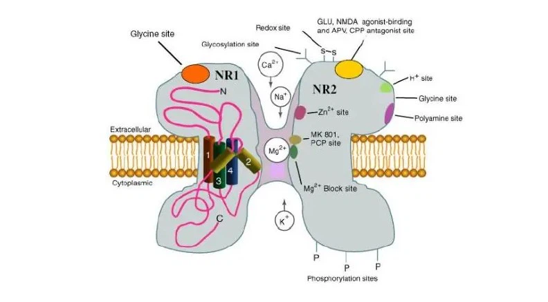 glutamate receptors