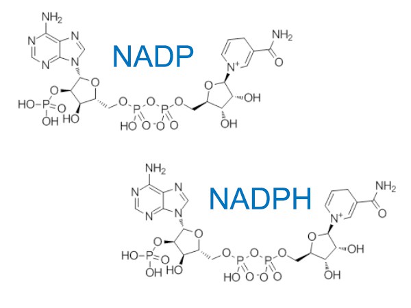 NADP VS NADPH NADP VS NADPH